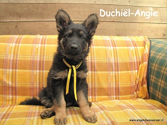 Duchiël-Angie, ODH pup van 7 weken